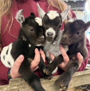 Ark Farm Baby Goats