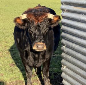Winnie the Ark Farm Dexter Cow