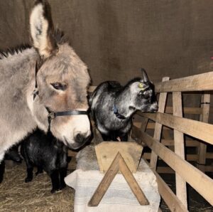 Ant or Dec one of the Ark Farm Donkies